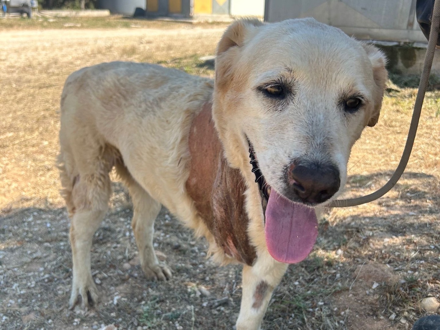 Vuoi adottare un cane a Trapani?