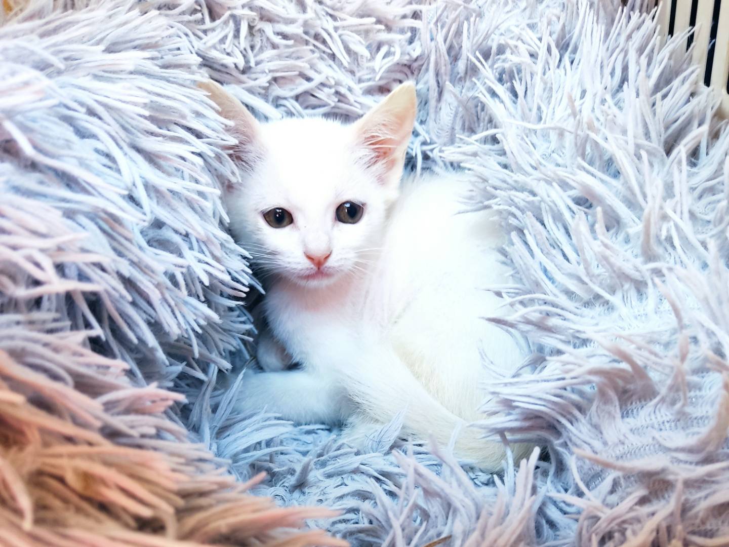 Adozione gatto, femmina, Razza sconosciuta Razza sconosciuta, 3 mesi, taglia non valida, Milano