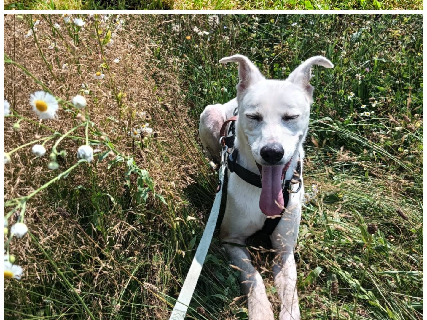 Adotta un cane, maschio, 1 anno e 3 mesi, Varese