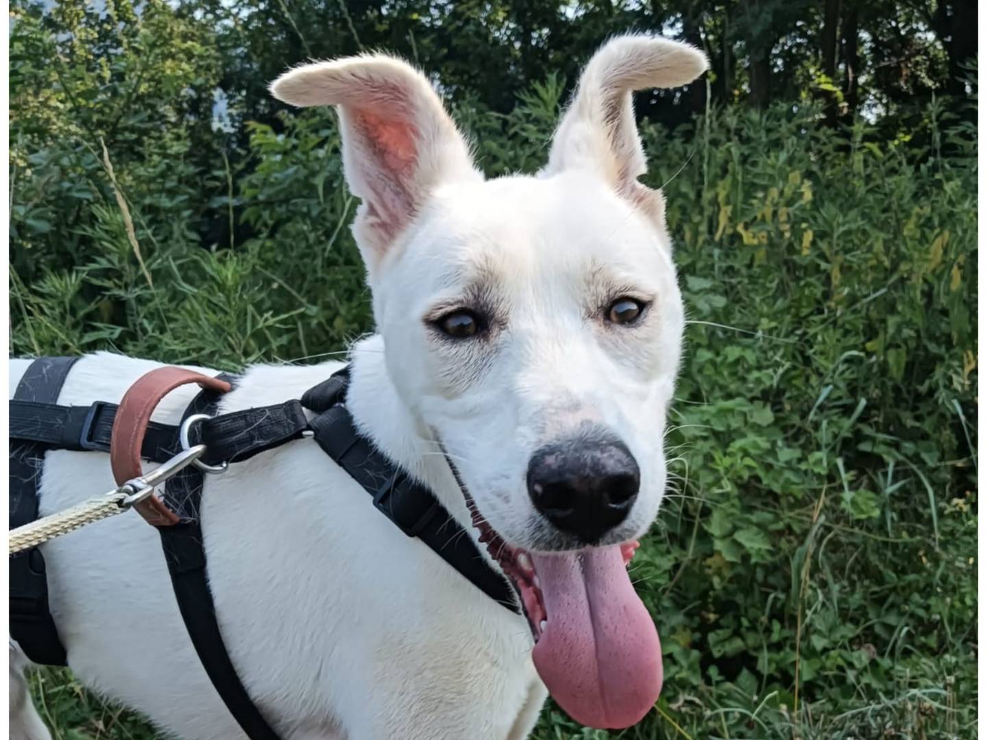 Adotta un cane, taglia media contenuta, maschio, Varese
