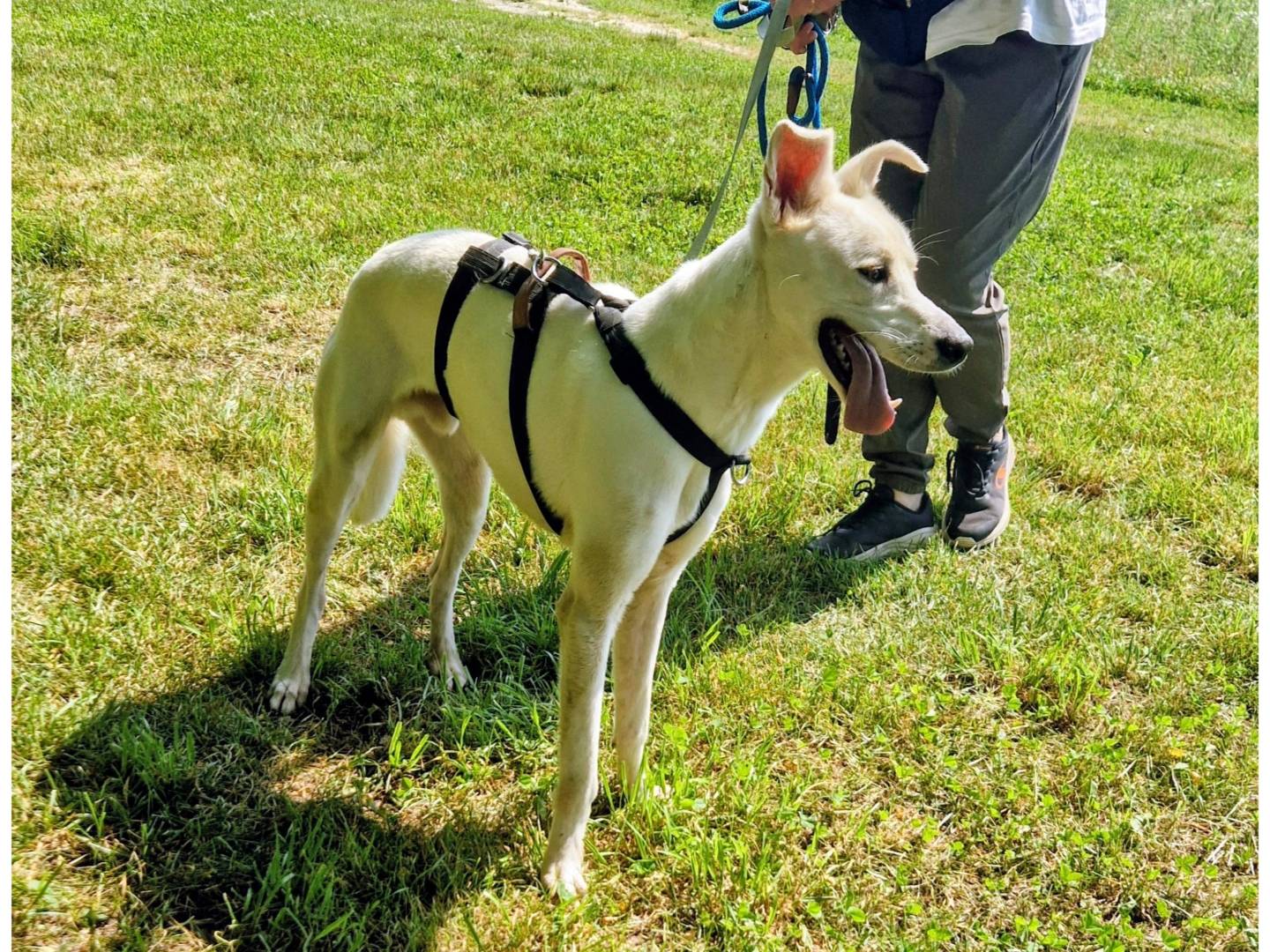 Vuoi adottare un cane a Varese?