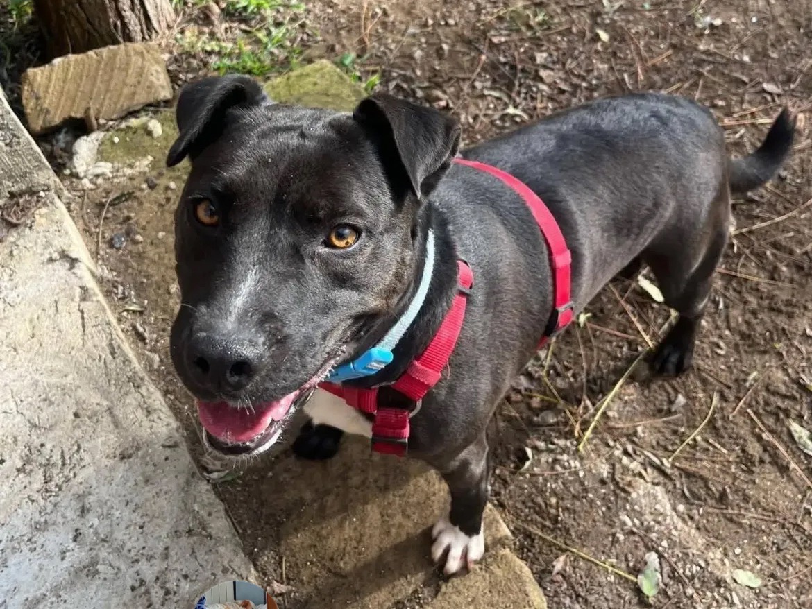 Vuoi adottare un cane a Caserta?