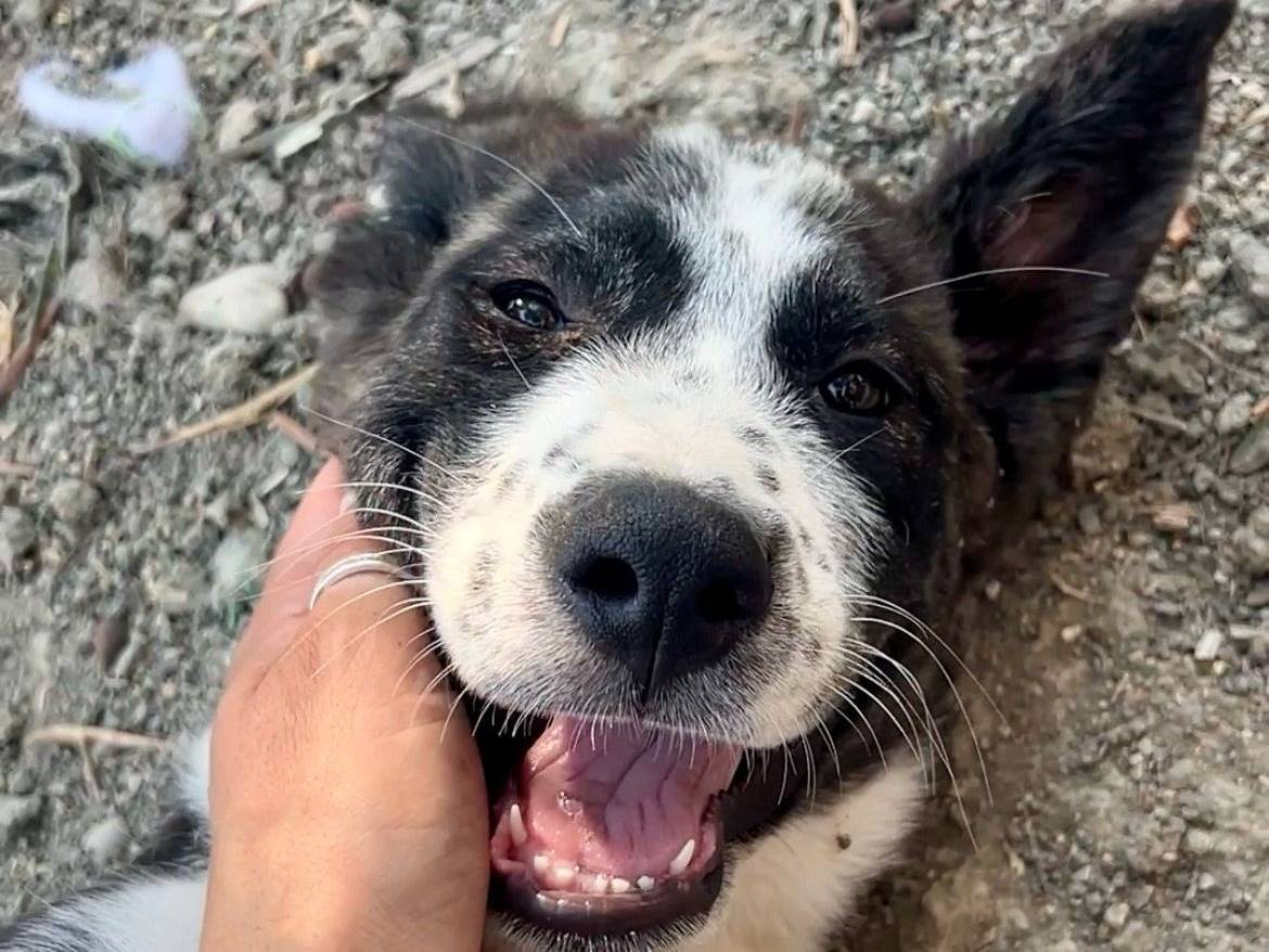 Adotta un cane, taglia media, femmina, Chieti