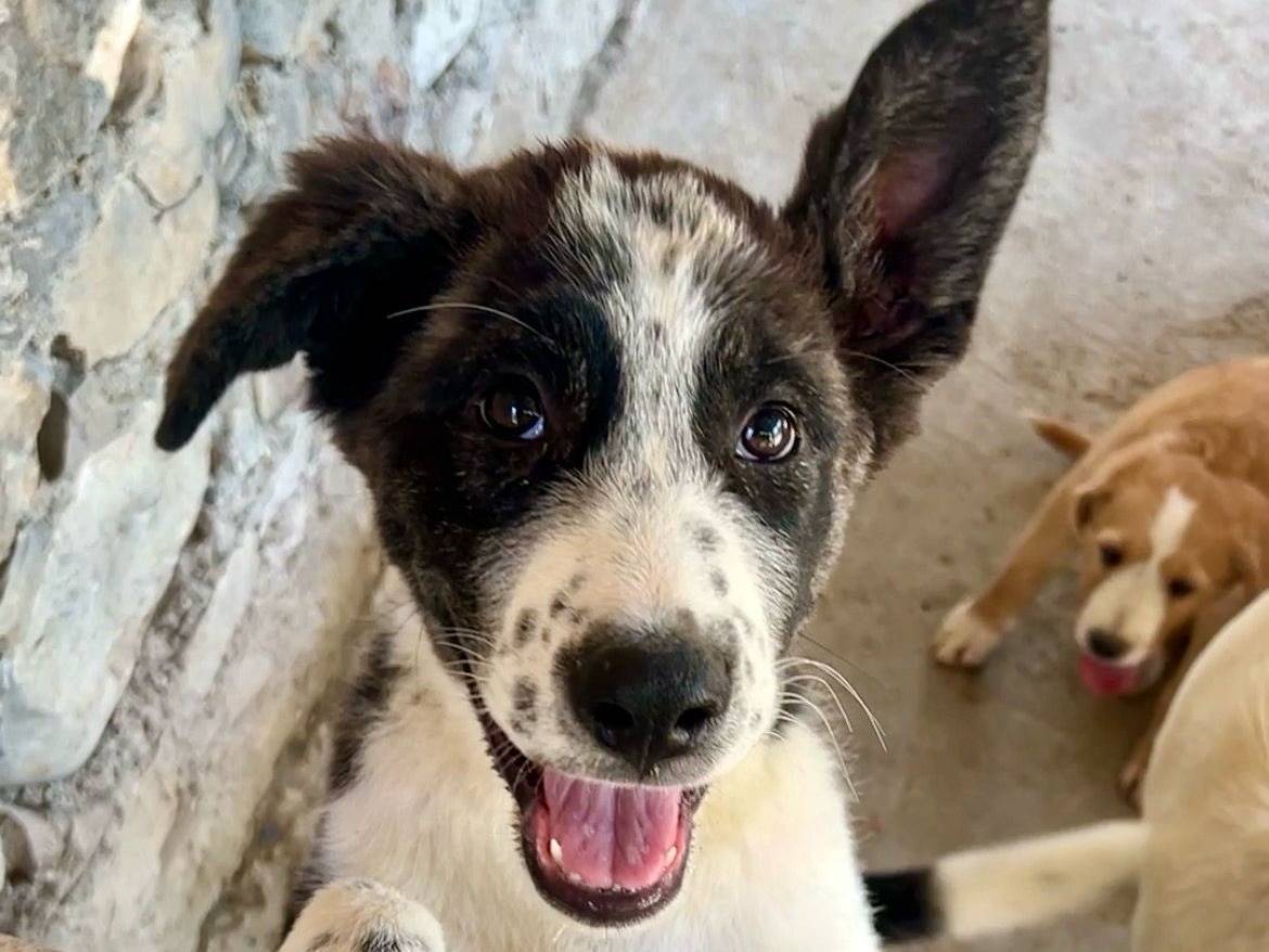 Adozione cane, femmina, Border Collie Razza sconosciuta, 3 mesi, taglia media, Chieti