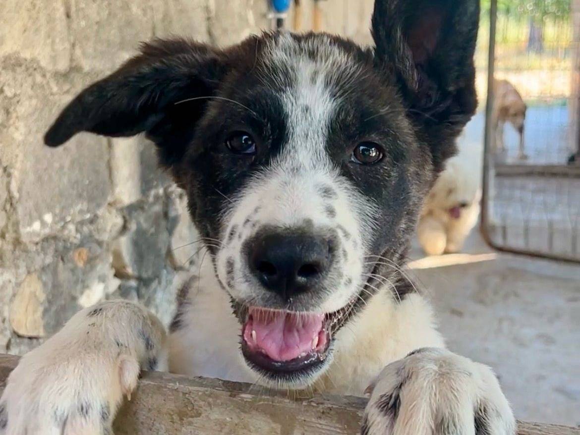 Adotta un cane, femmina, 3 mesi, Chieti