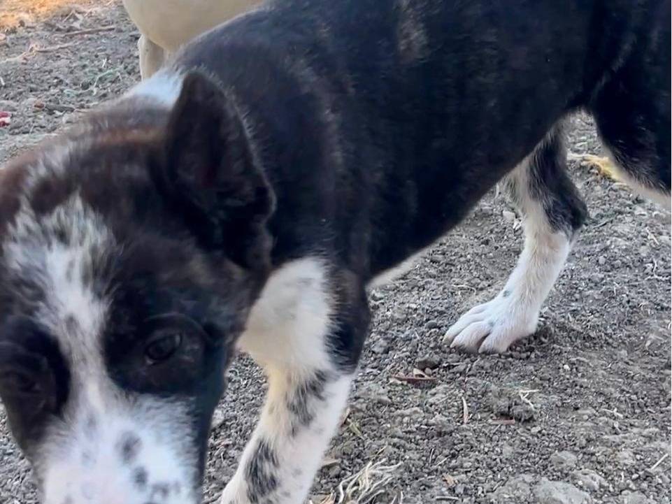 Adotta il cane Penelope a Chieti