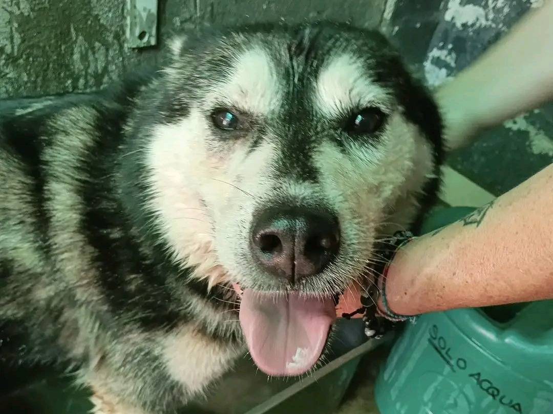 Adozione cane, femmina, Siberian Husky Razza sconosciuta, 5 anni, taglia media, Cremona
