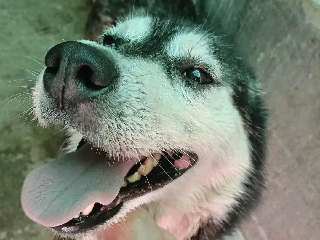 Adotta un cane, femmina, 5 anni, Cremona