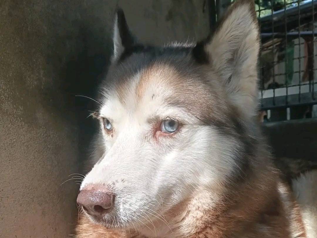 Adozione cane, femmina, Siberian Husky Razza sconosciuta, 7 anni, taglia media, Cremona