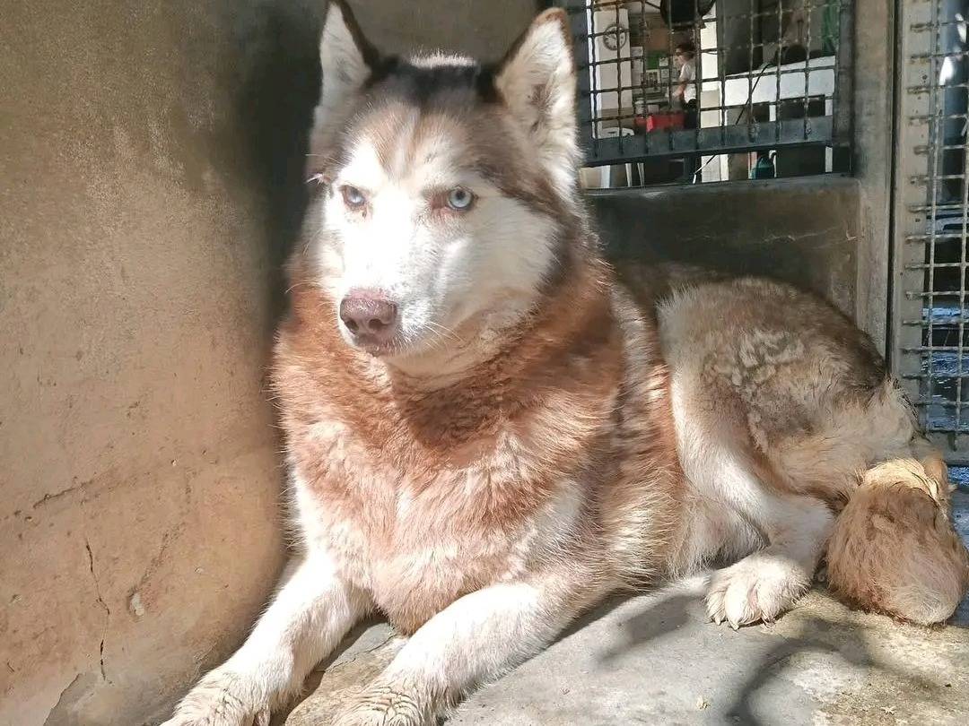 Adotta un cane, femmina, 7 anni, Cremona