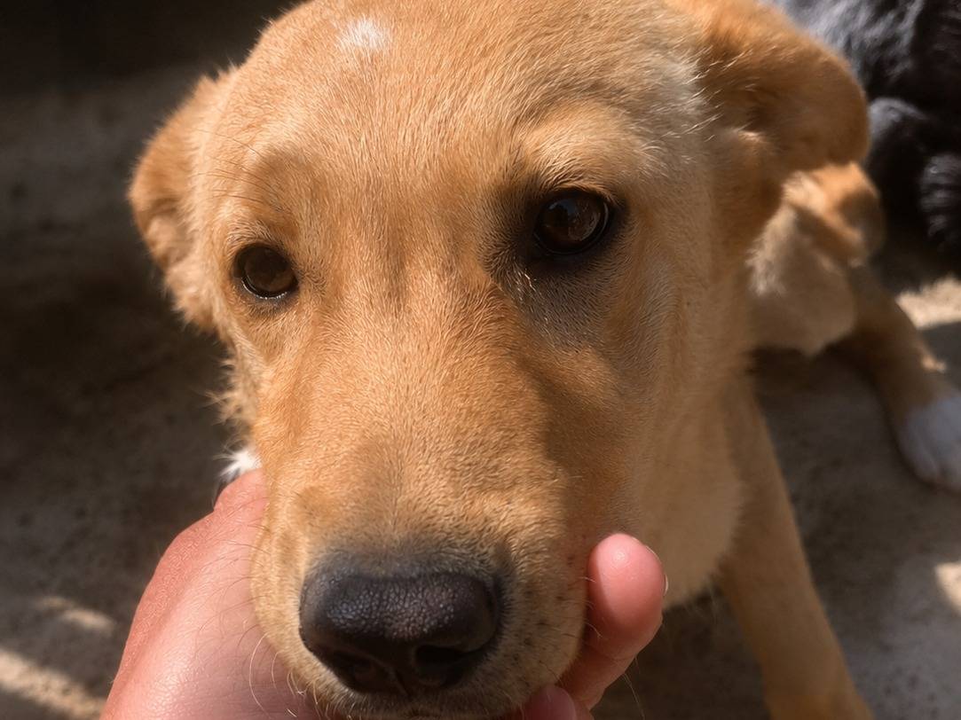 Adozione cane, maschio, Razza sconosciuta Razza sconosciuta, 5 mesi, taglia media, Potenza