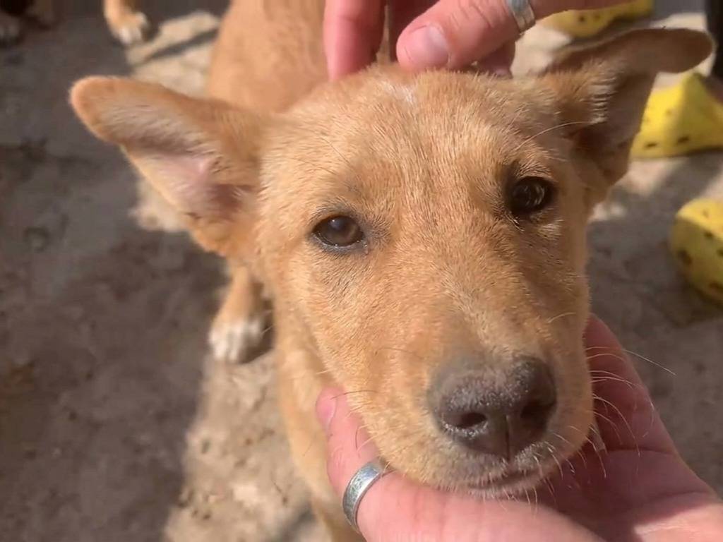 Adotta un cane, maschio, 5 mesi, Potenza