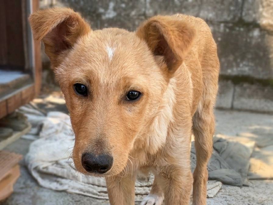 Adotta un cane, taglia media, maschio, Potenza