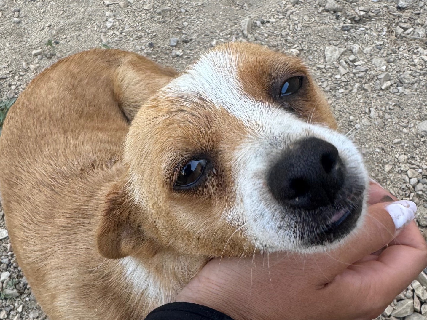 Adozione cane, femmina, Razza sconosciuta Razza sconosciuta, 1 anno e 3 mesi, taglia piccola, Trapani