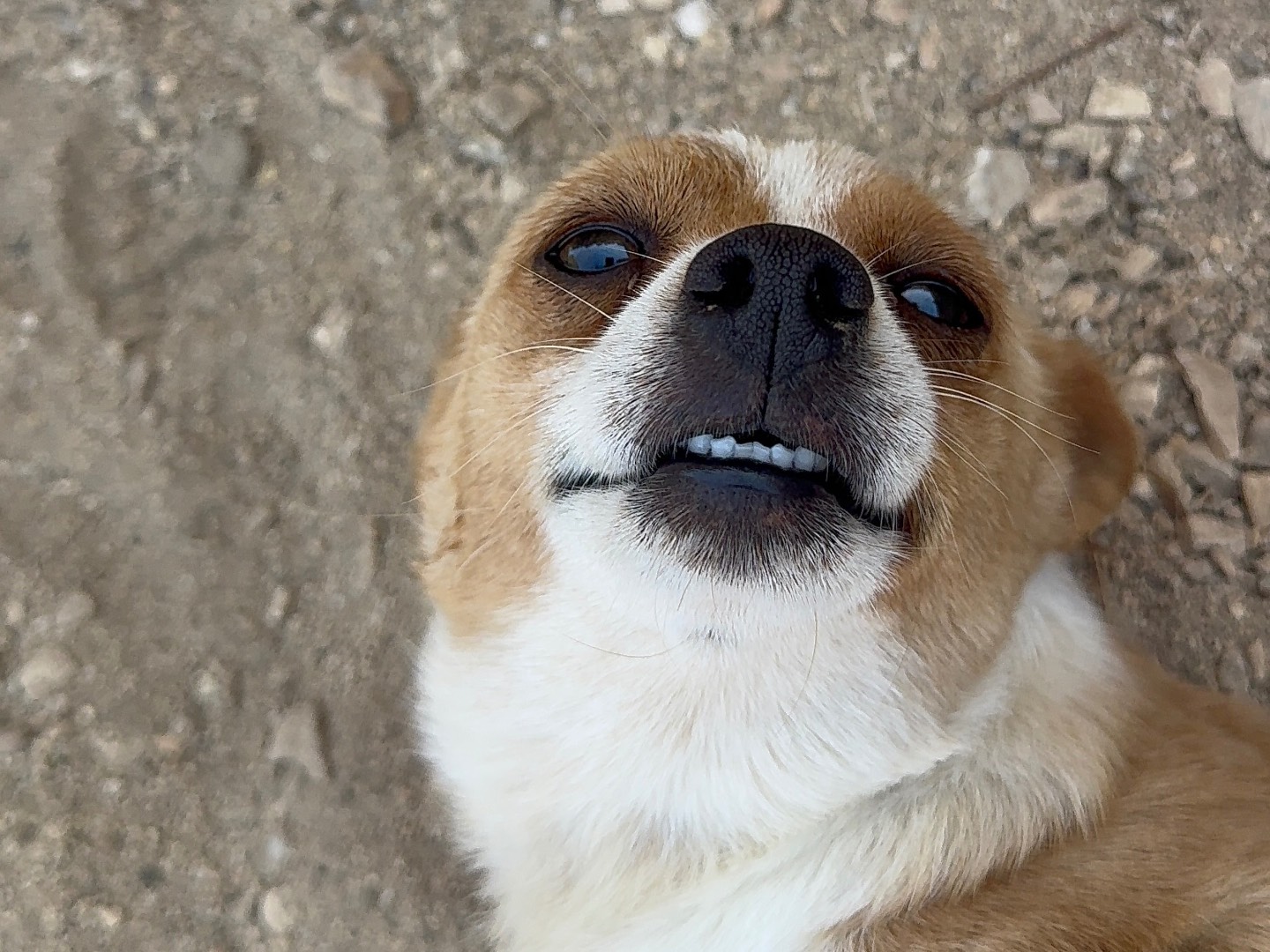Adotta un cane, femmina, 1 anno e 3 mesi, Trapani