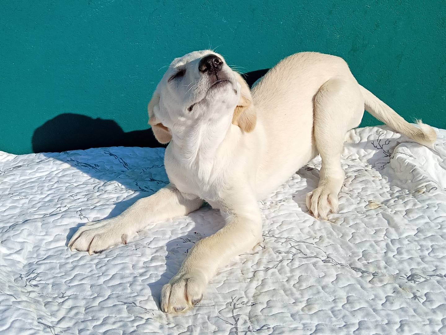 Adotta un cane, femmina, 3 mesi, Bergamo