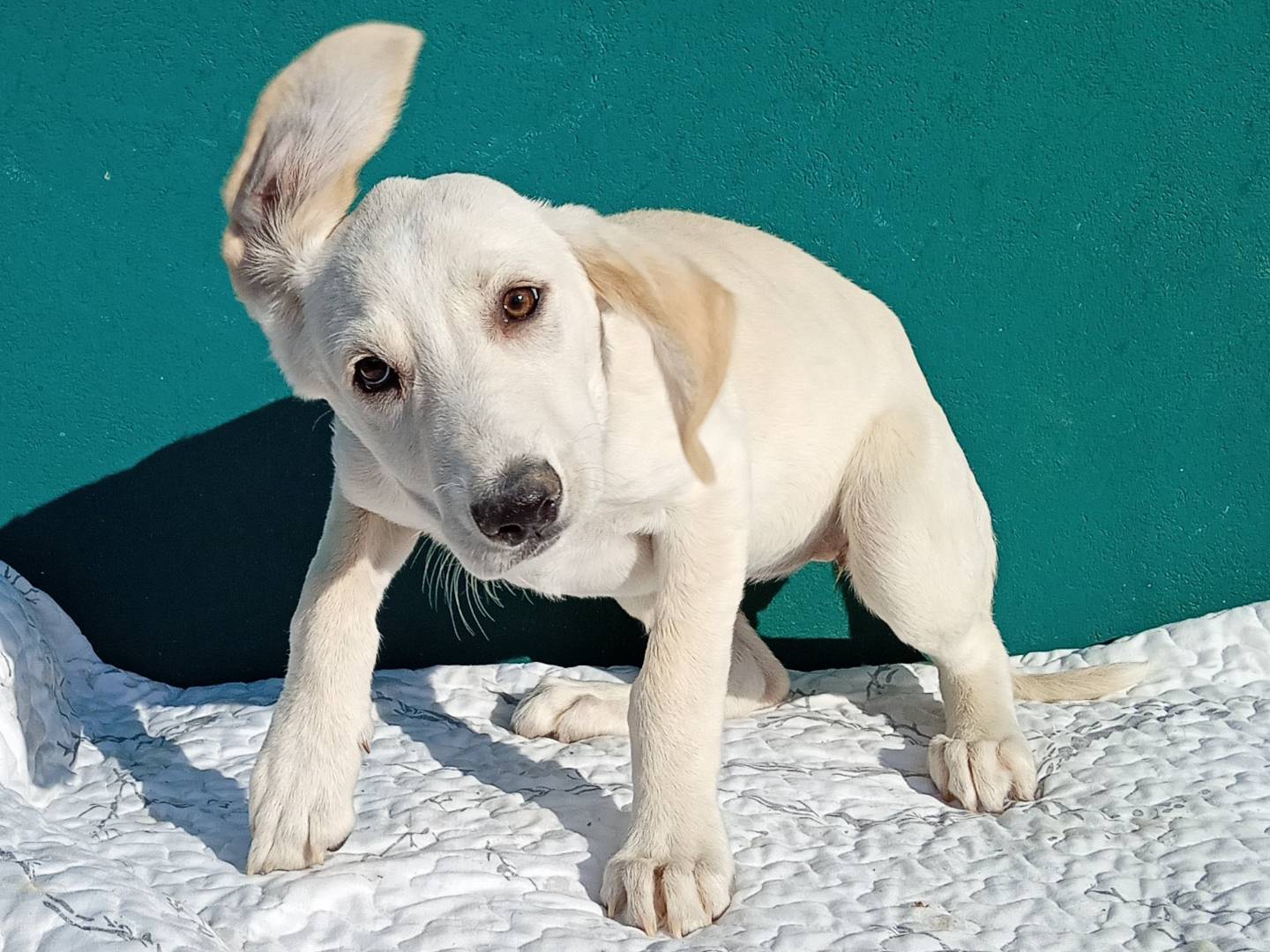 Adotta un cane, taglia media, femmina, Bergamo