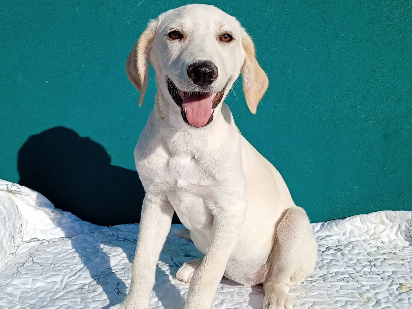 Vuoi adottare un cane a Bergamo?