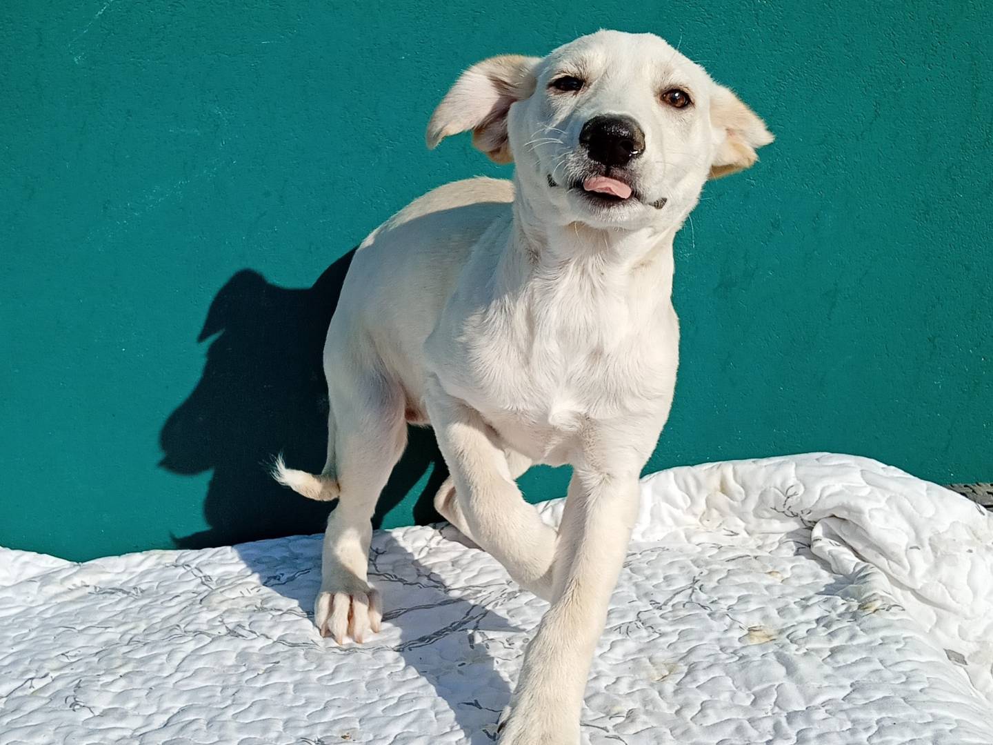 Adotta il cane MERINGA  a Bergamo