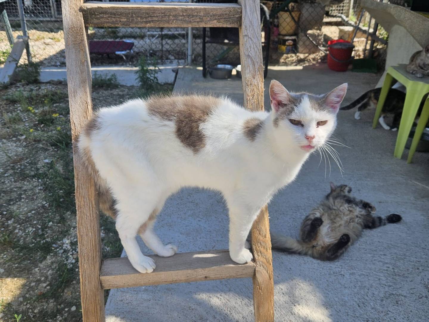 Adozione gatto, femmina, Razza sconosciuta Razza sconosciuta, 12 anni e 11 mesi, taglia non valida, Terni
