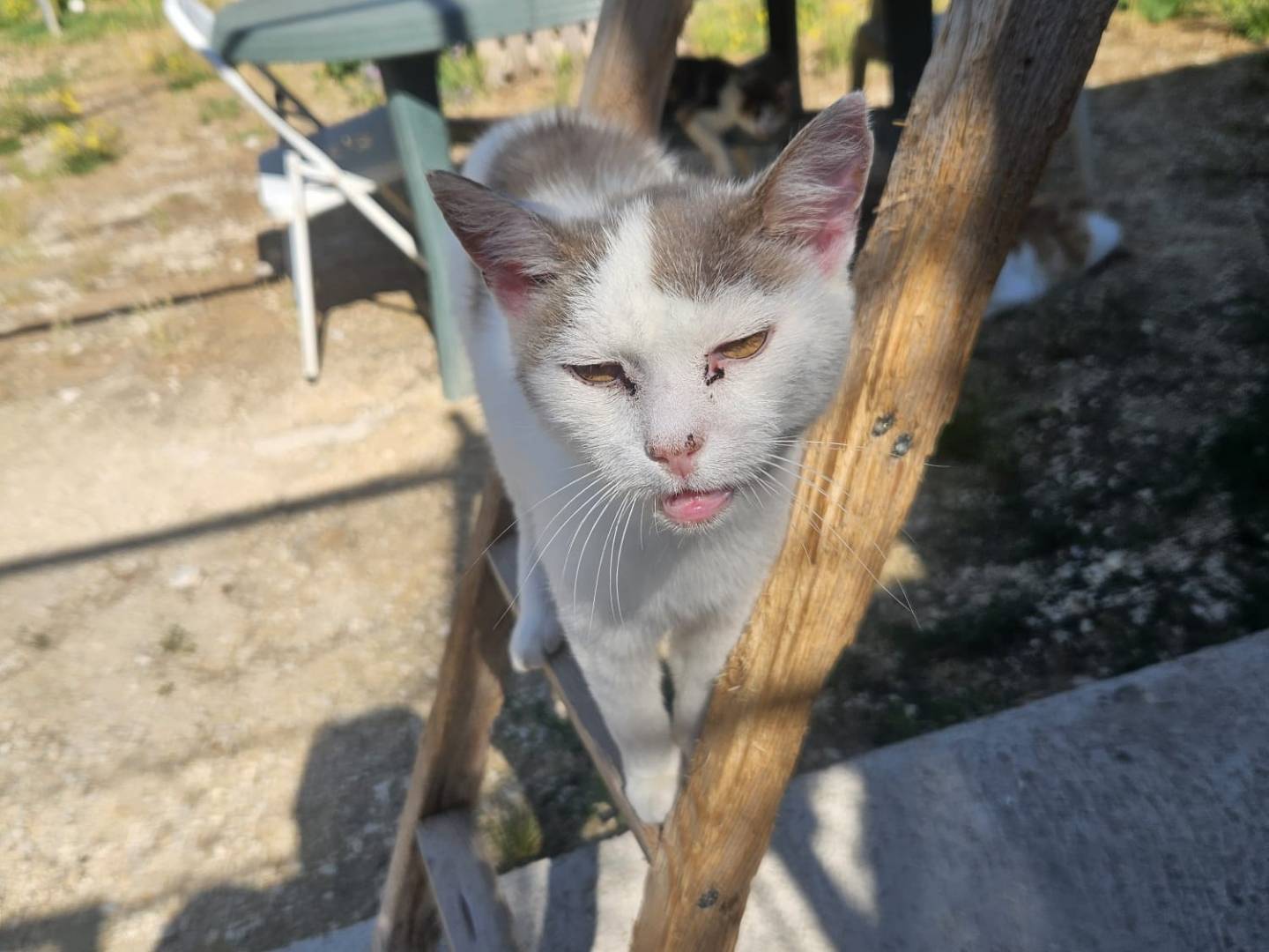 Adotta un gatto, femmina, 12 anni e 11 mesi, Terni