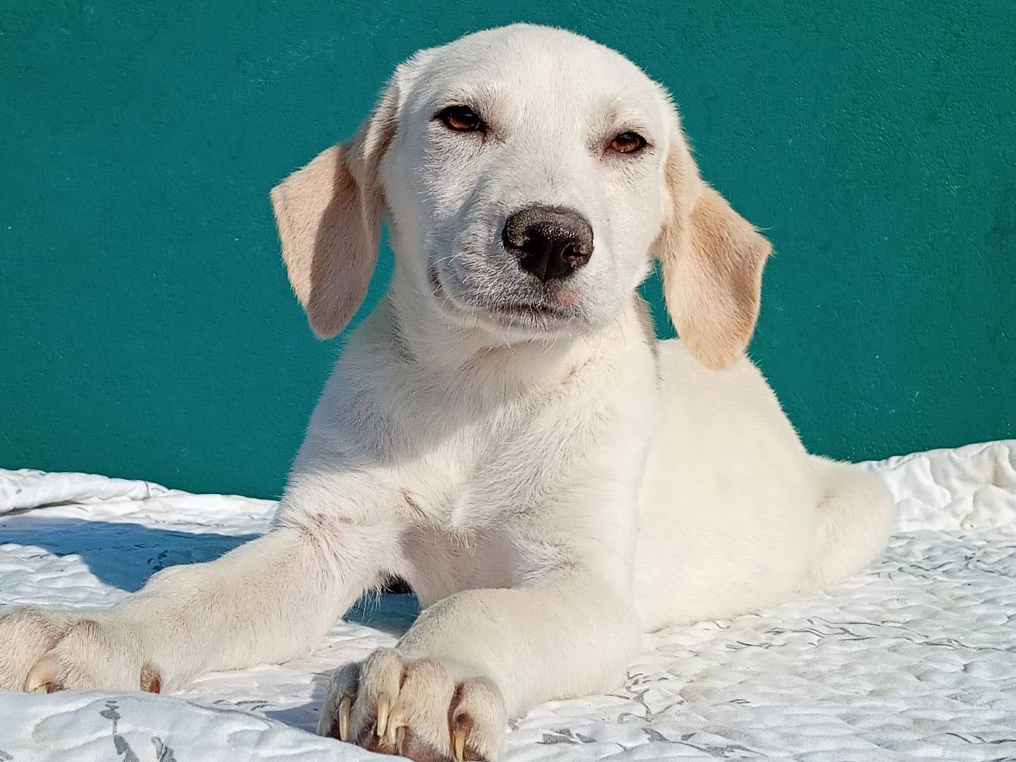 Adotta un cane, femmina, 3 mesi, Modena