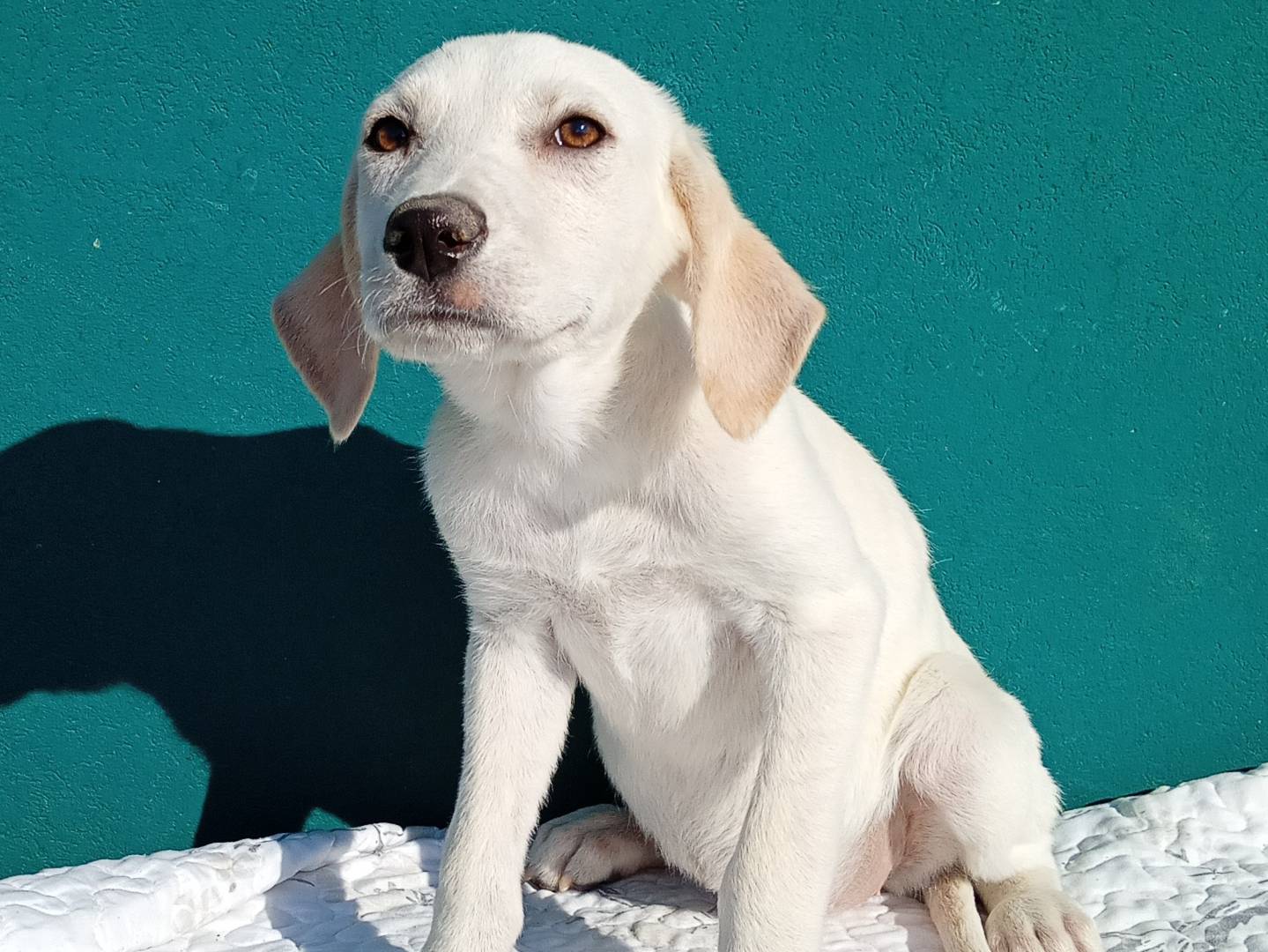 Adotta un cane, taglia media, femmina, Modena