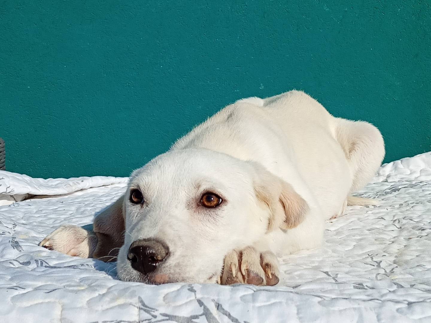 Vuoi adottare un cane a Modena?