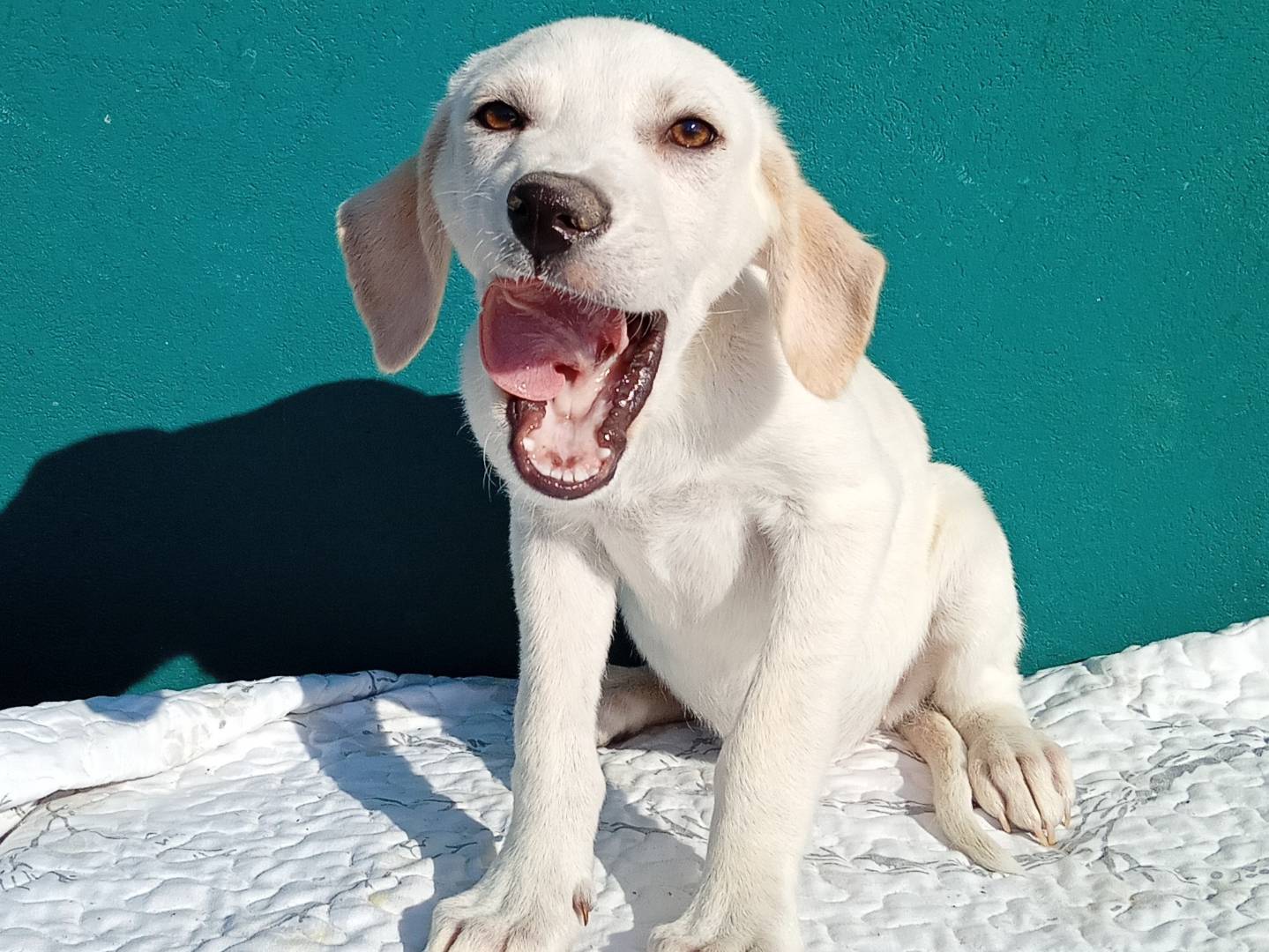 Adotta il cane MARLA  a Modena