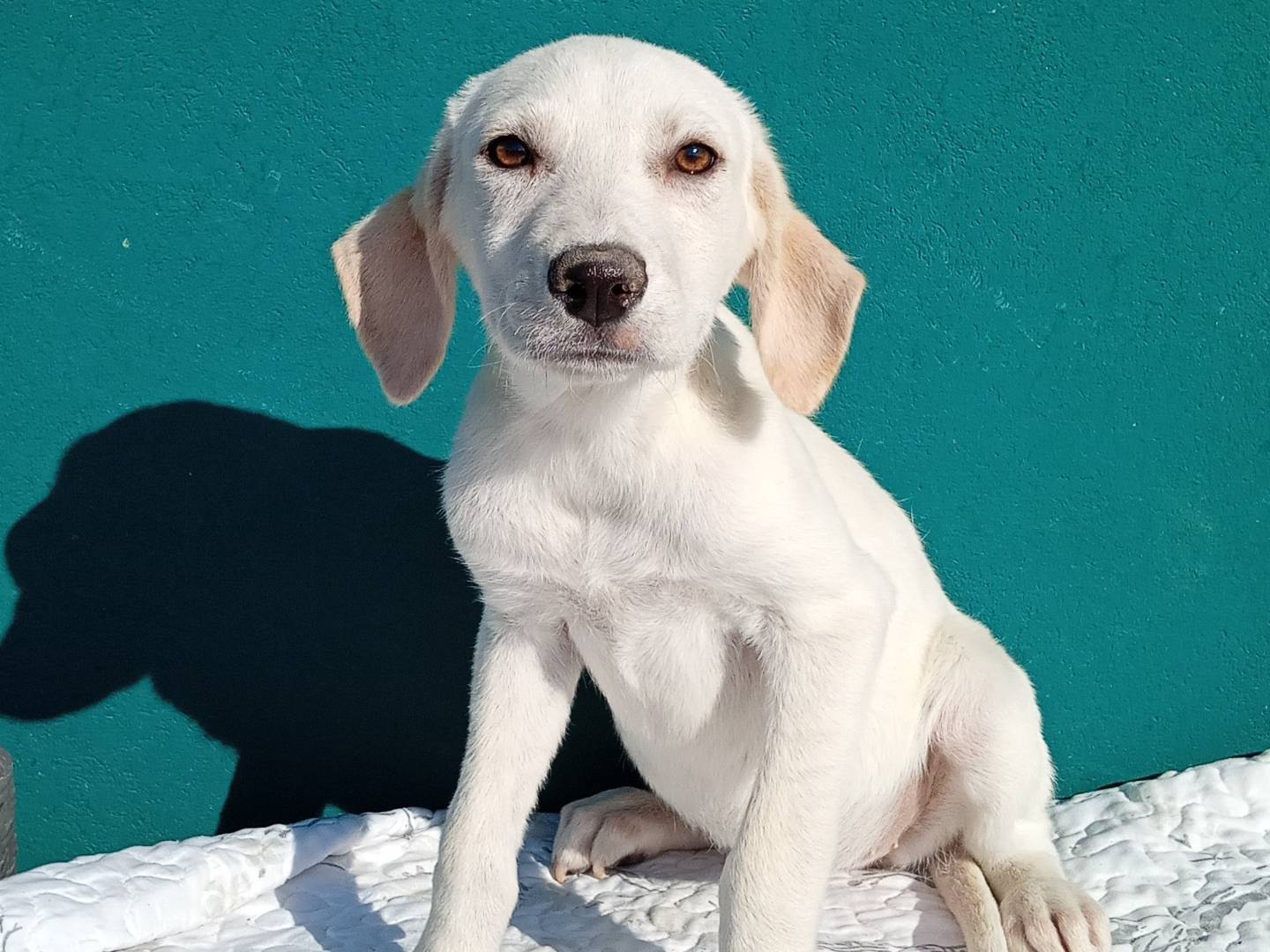 Adozione cane, femmina, Segugio Razza sconosciuta, 3 mesi, taglia media, Modena