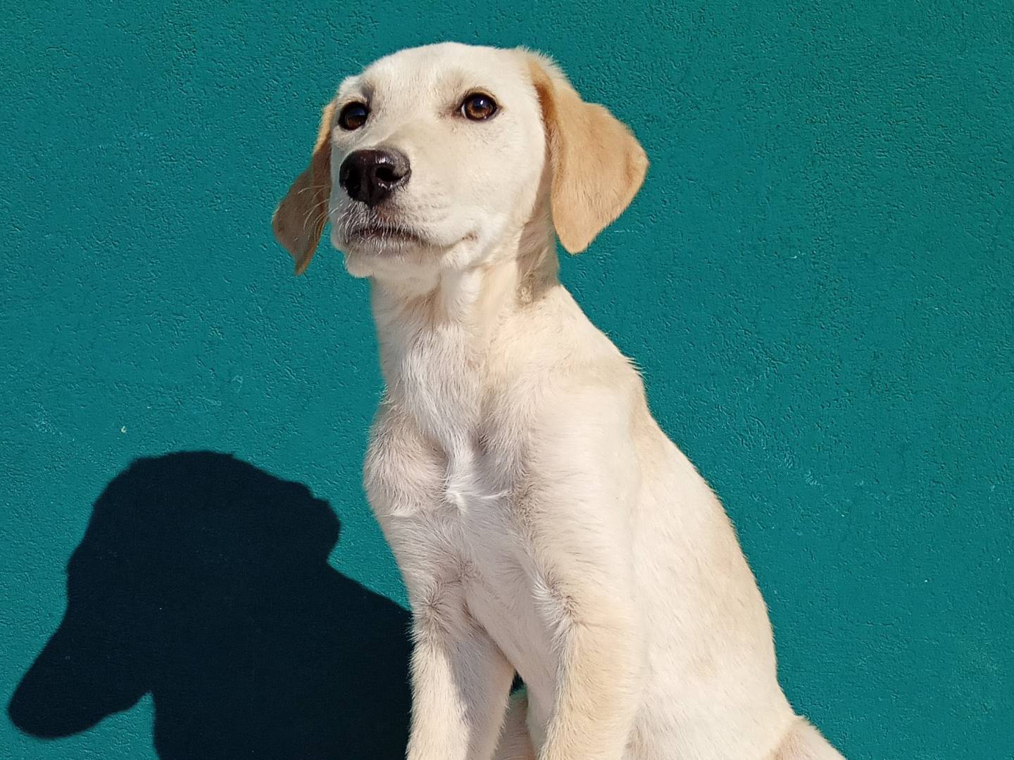 Vuoi adottare un cane a La?