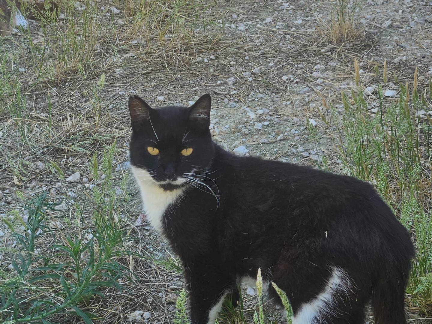 Adozione gatto, maschio, Razza sconosciuta Razza sconosciuta, 2 anni e 11 mesi, taglia non valida, Terni