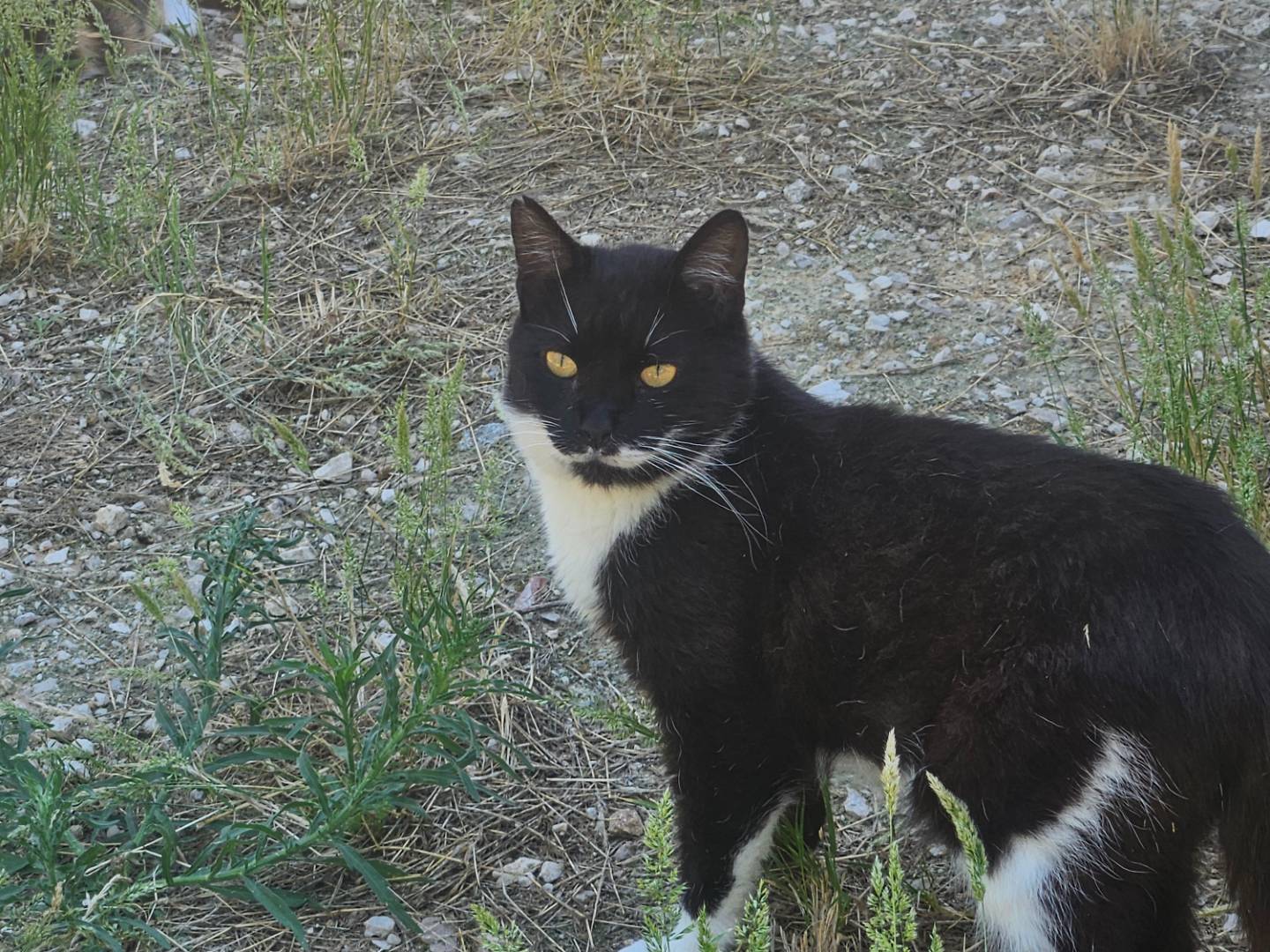 Adotta un gatto, maschio, 2 anni e 11 mesi, Terni