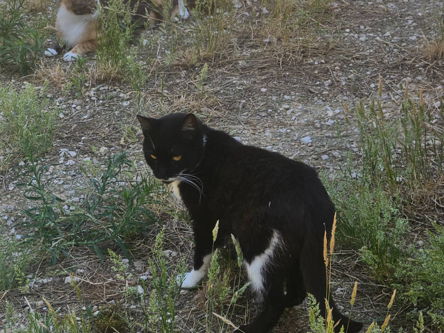 Adotta un gatto, taglia non valida, maschio, Terni