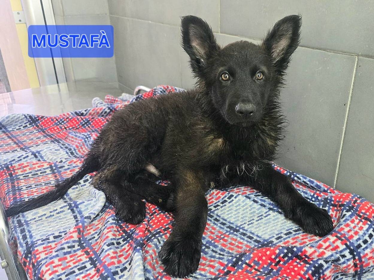 Adozione cane, maschio, Razza sconosciuta Razza sconosciuta, 2 mesi, taglia grande, Teramo