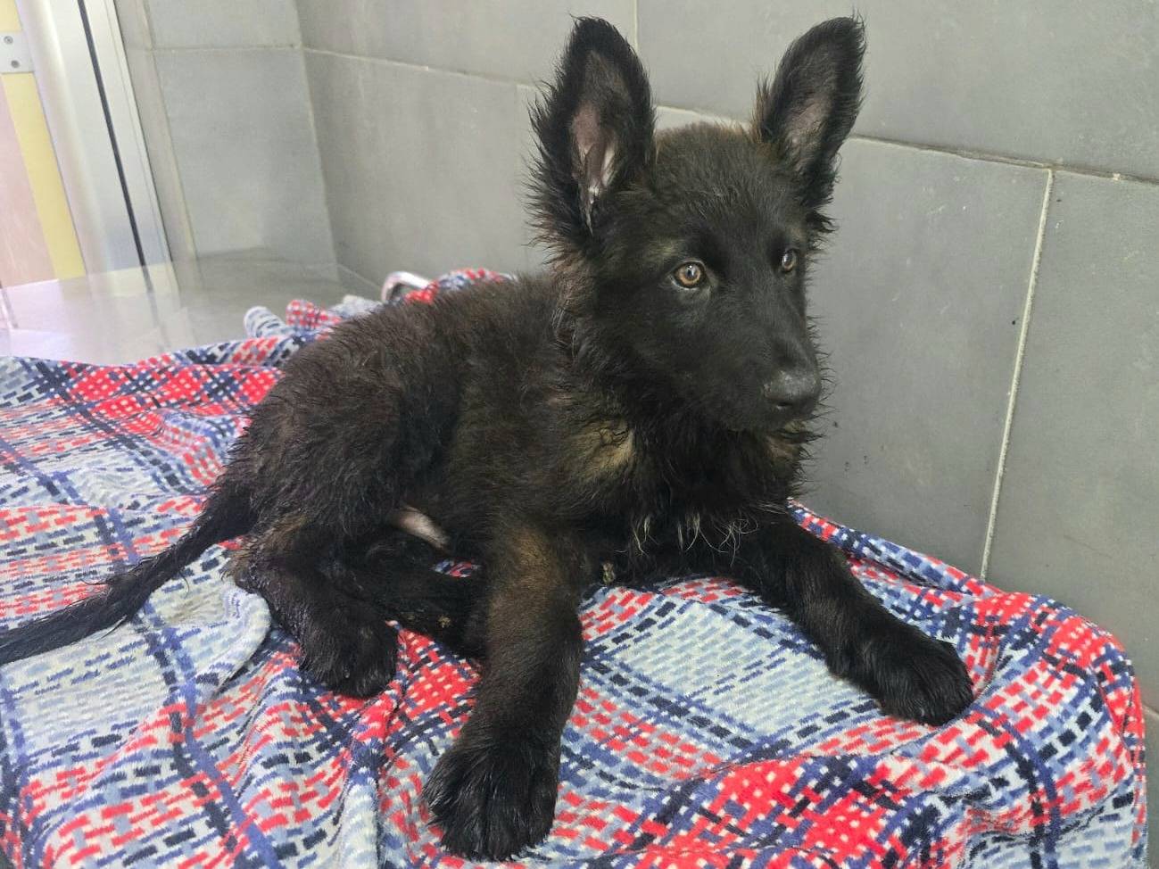 Adotta un cane, maschio, 2 mesi, Teramo