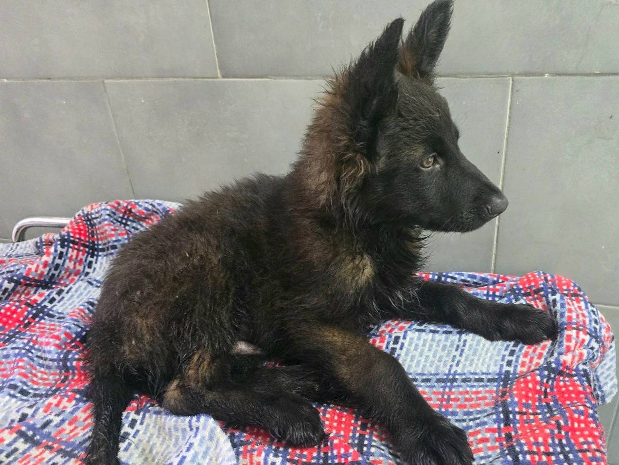 Adotta un cane, taglia grande, maschio, Teramo