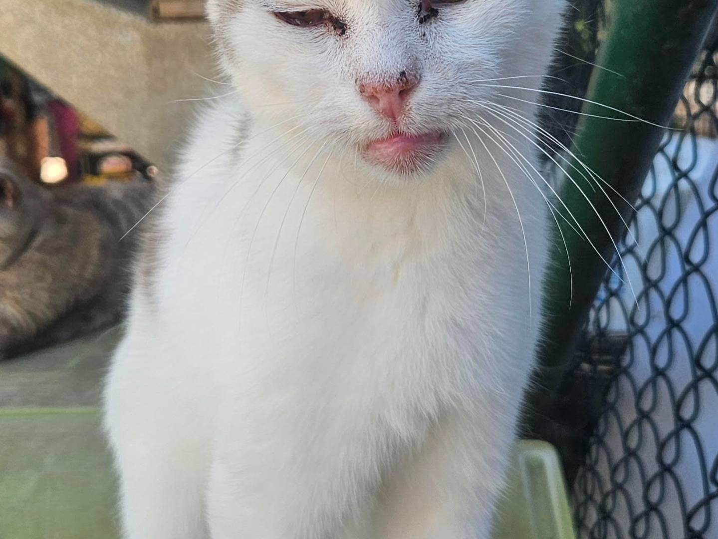 Vuoi adottare un gatto a Terni?