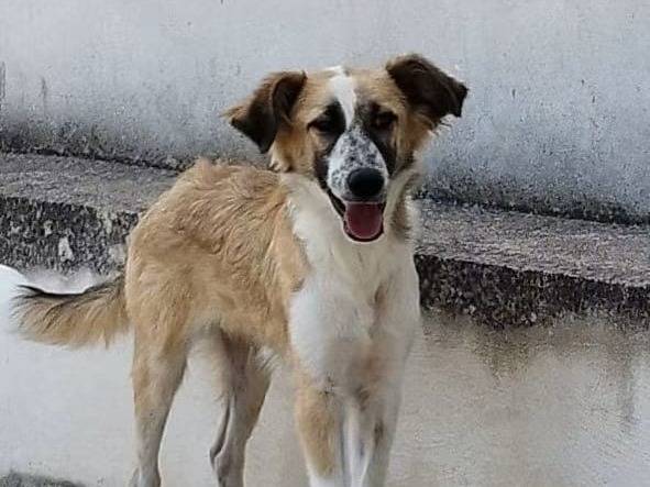 Adozione cane, maschio, Razza sconosciuta Razza sconosciuta, 1 anno e 11 mesi, taglia media, Trapani