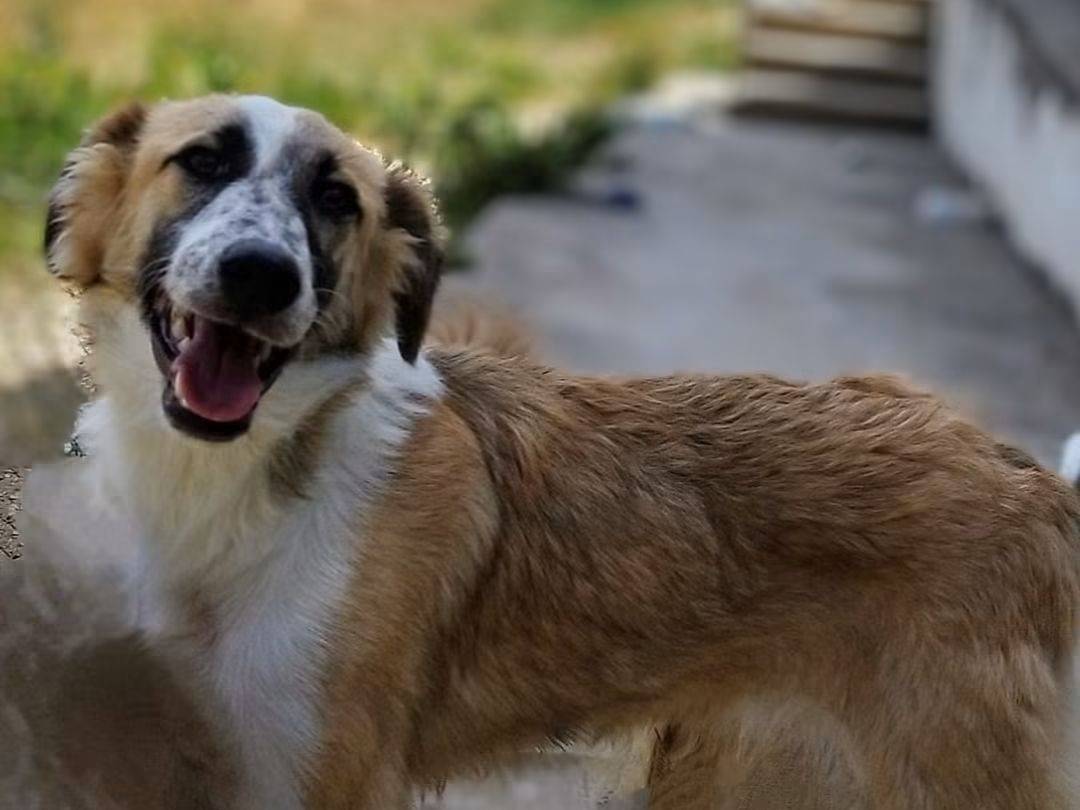 Adotta un cane, maschio, 1 anno e 11 mesi, Trapani