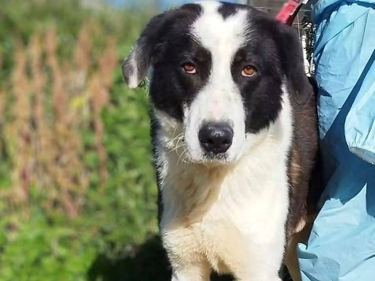 Adozione cane, maschio, Razza sconosciuta Razza sconosciuta, 2 anni e 10 mesi, taglia grande, Trapani