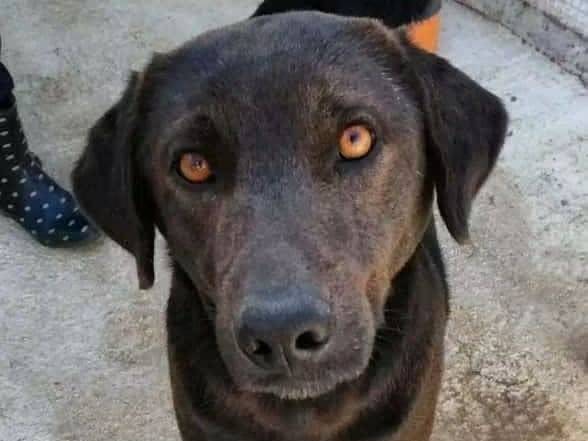 Adozione cane, maschio, Razza sconosciuta Razza sconosciuta, 9 anni e 9 mesi, taglia media, Trapani