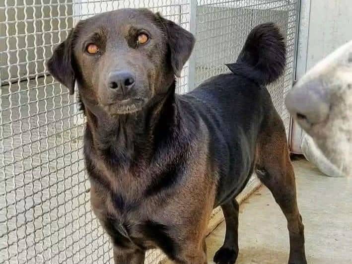 Adotta un cane, maschio, 9 anni e 9 mesi, Trapani