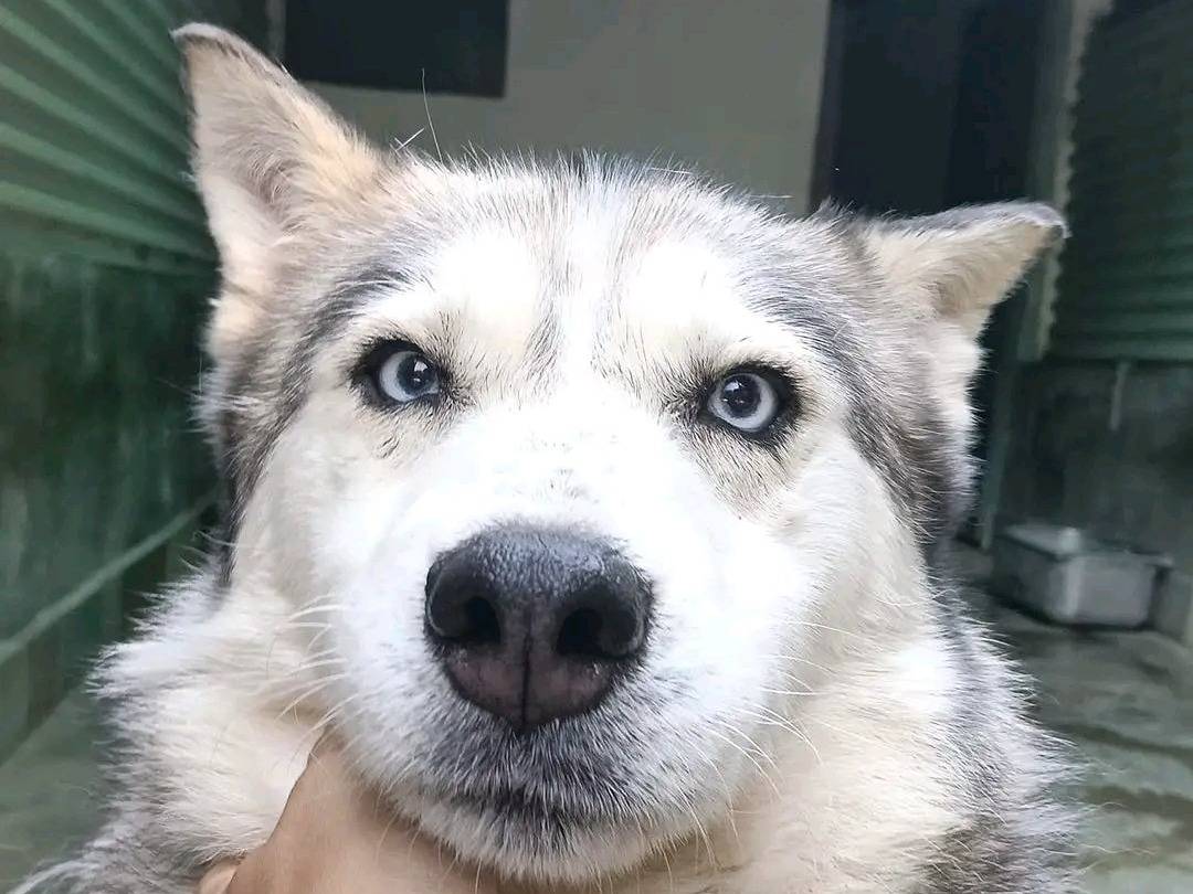 Adotta un cane, femmina, 7 anni, Cremona