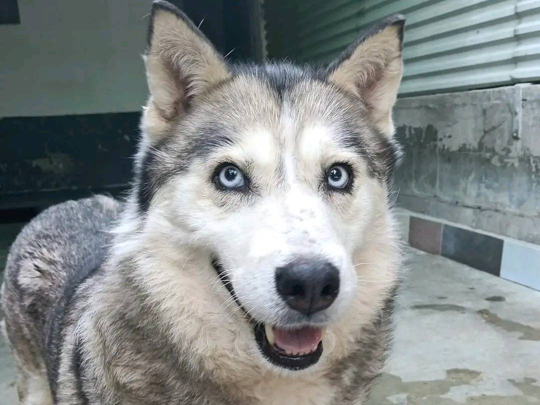 Adozione cane, femmina, Siberian Husky Razza sconosciuta, 7 anni, taglia media, Cremona