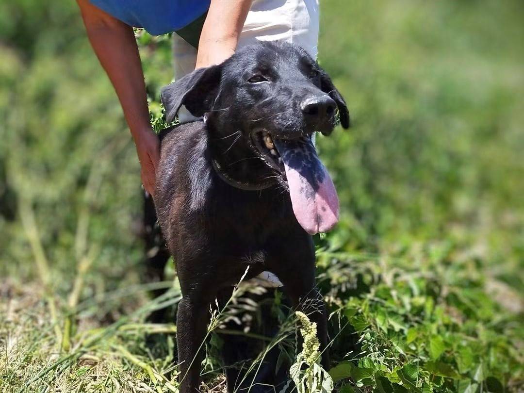 Adozione cane, maschio, Razza sconosciuta Razza sconosciuta, 1 anno e 10 mesi, taglia media, Trapani