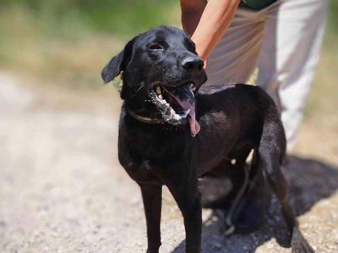 Adotta un cane, maschio, 1 anno e 10 mesi, Trapani