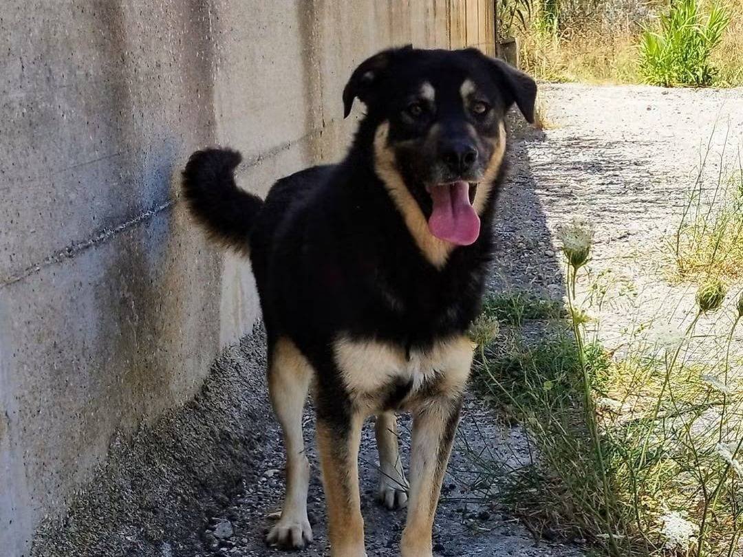 Adozione cane, maschio, Razza sconosciuta Razza sconosciuta, 3 anni, taglia media, Trapani