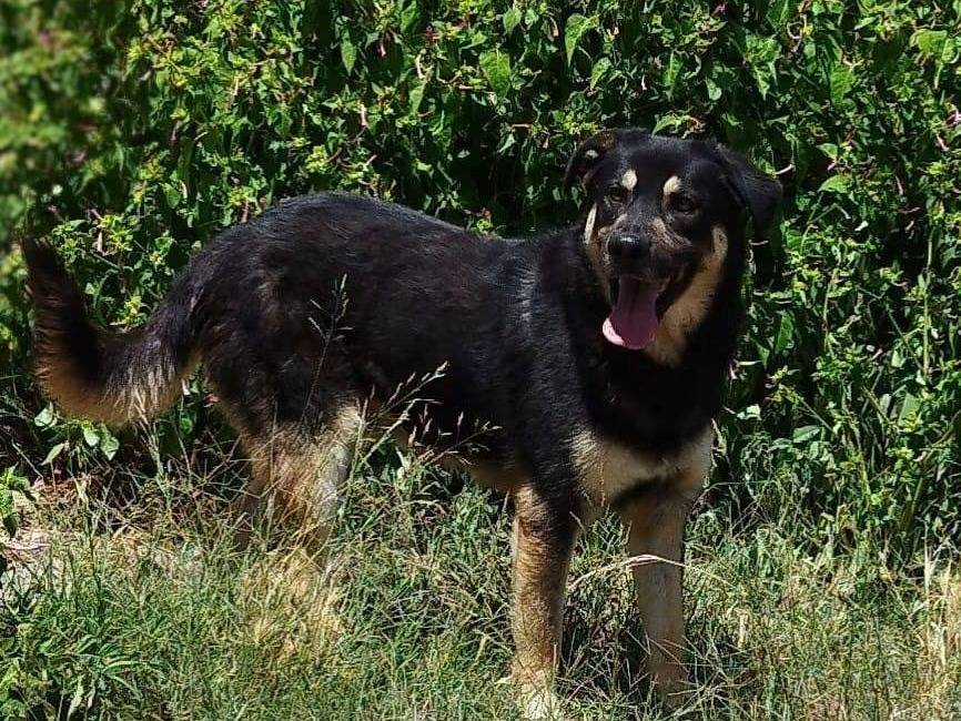 Adotta un cane, maschio, 3 anni, Trapani