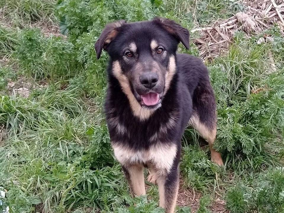 Adotta un cane, taglia media, maschio, Trapani